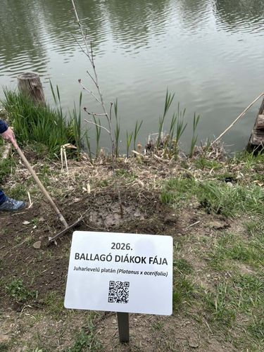 ballagok_faja_2026_03.jpg